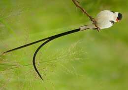 Image of Pin-tailed Whydah