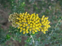 Image of Ozothamnus