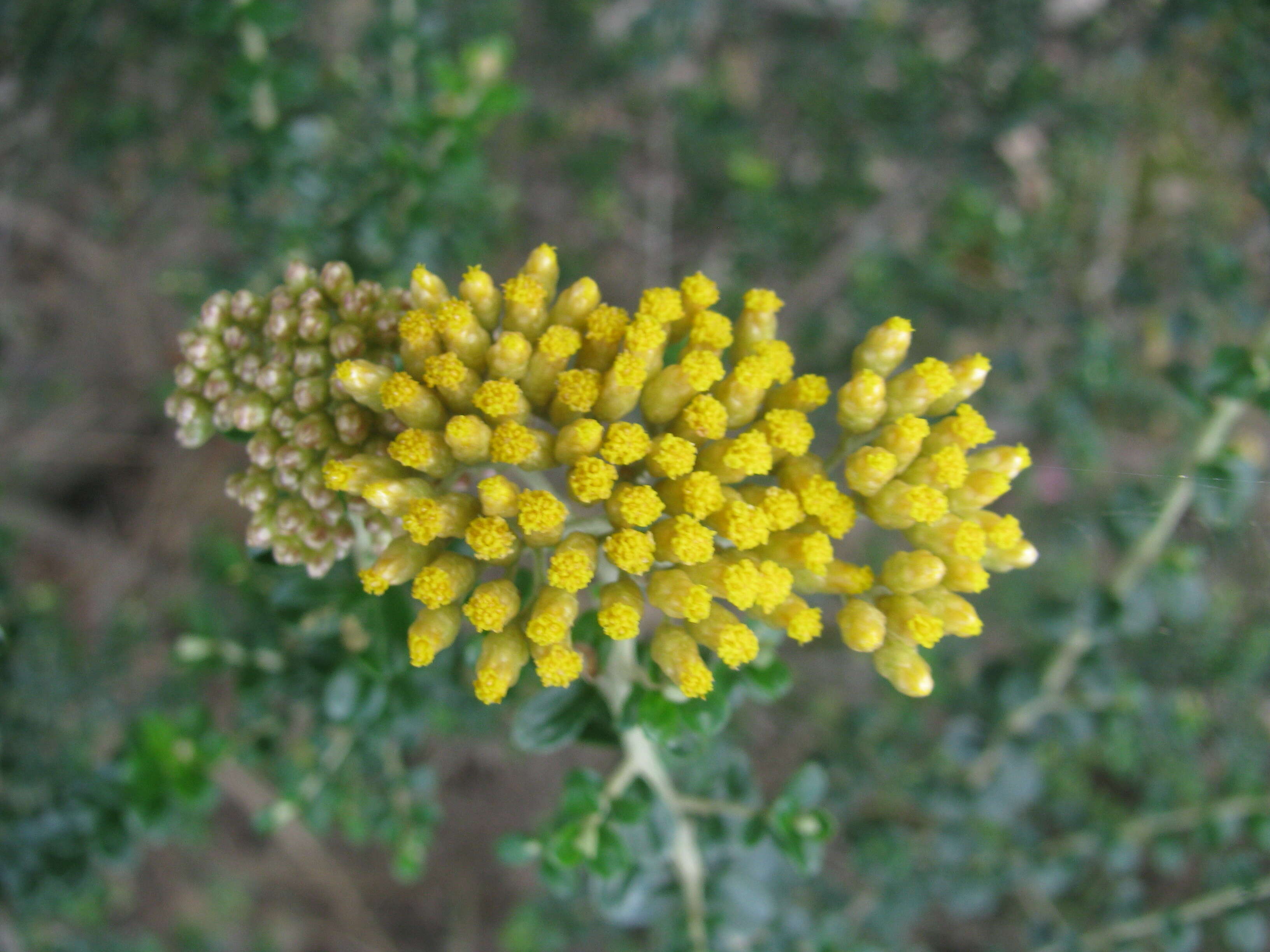 Image of Ozothamnus