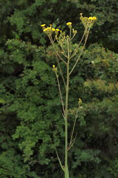 Imagem de Sonchus palustris L.