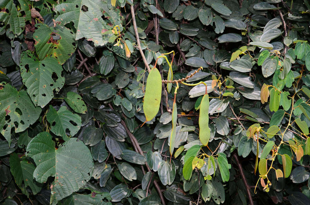 Image of Bauhinia coccinea (Lour.) DC.