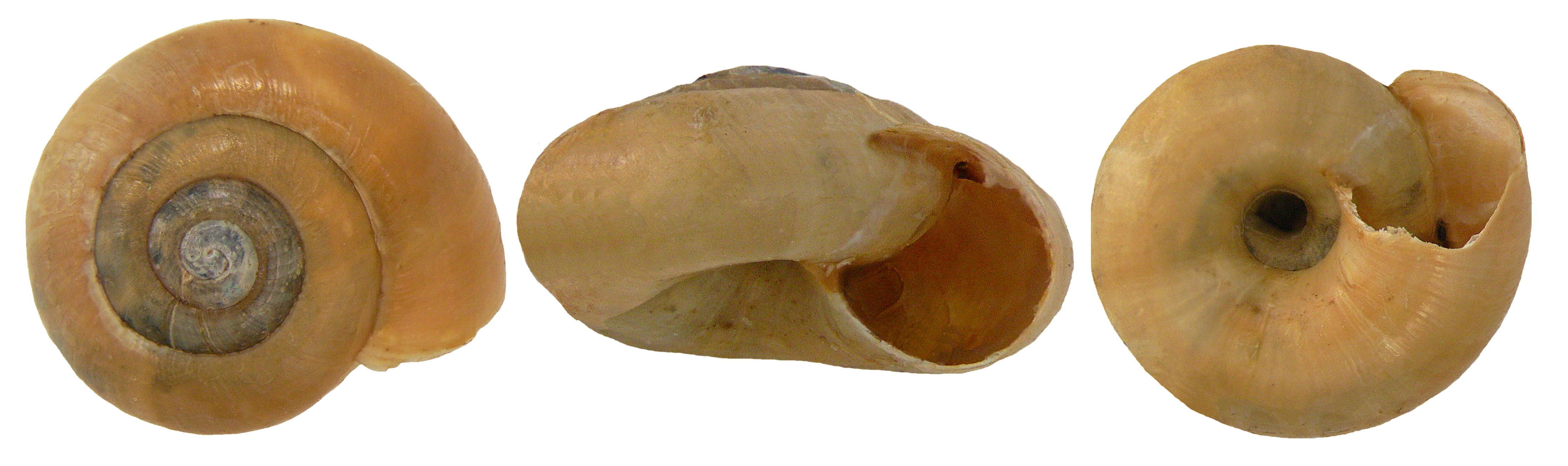 Image de Gastrodontoidea Tryon 1866