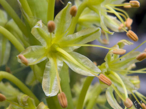 Image of Eremurus fuscus (O. Fedtsch.) Vved.