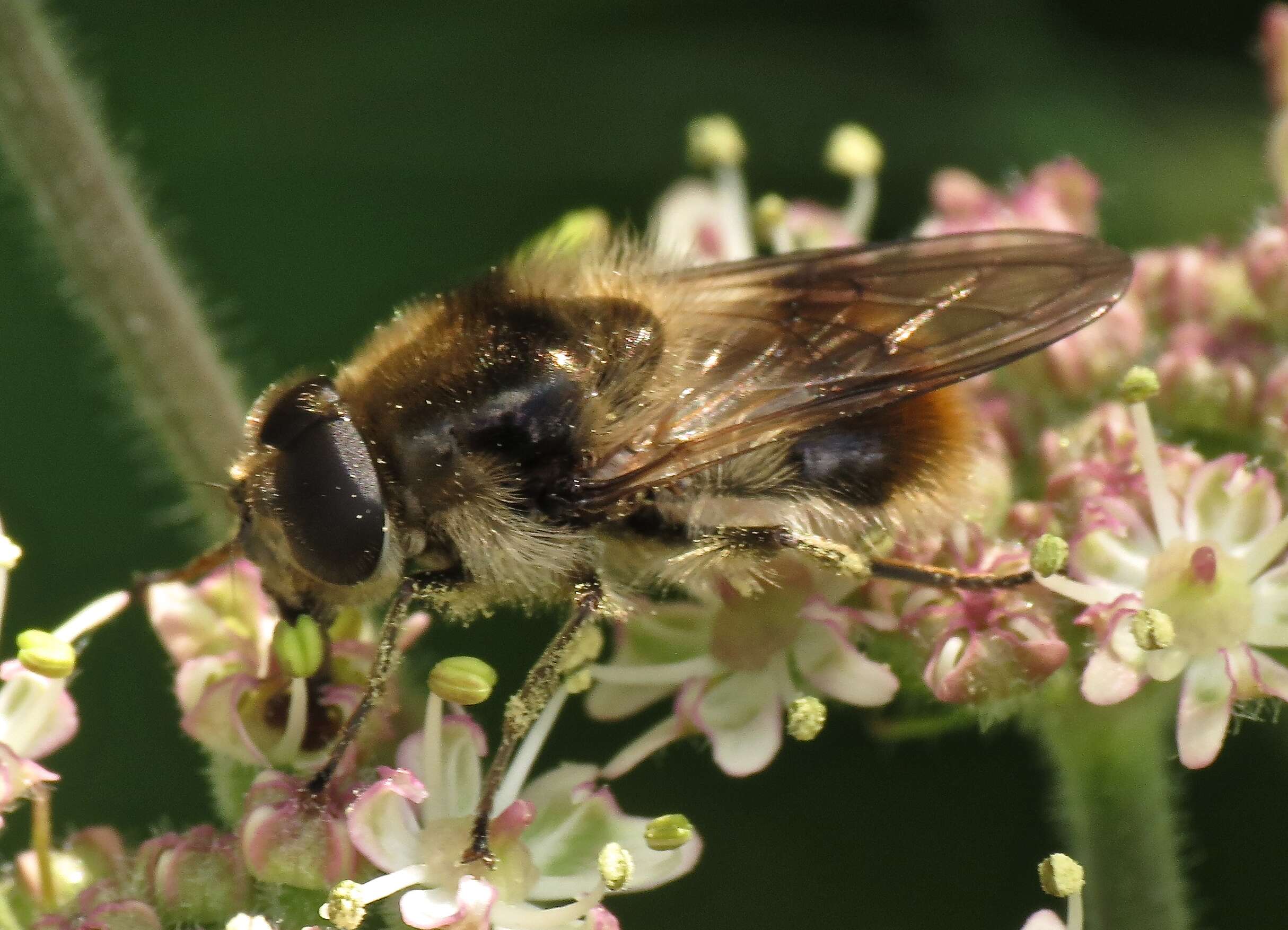 Image of hoverfly