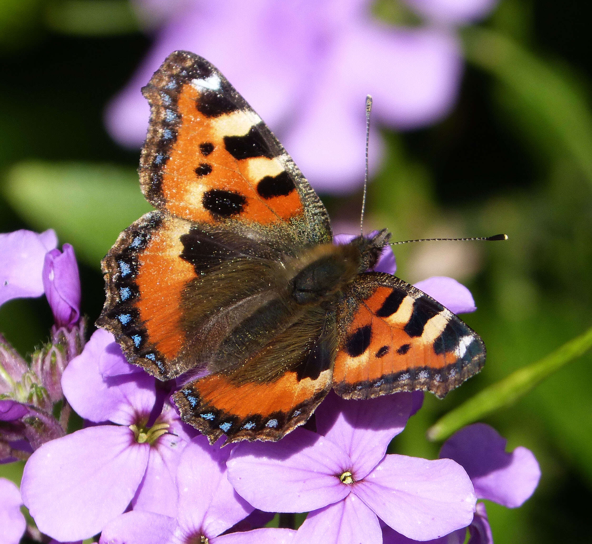 Image of Small tortoiseshell