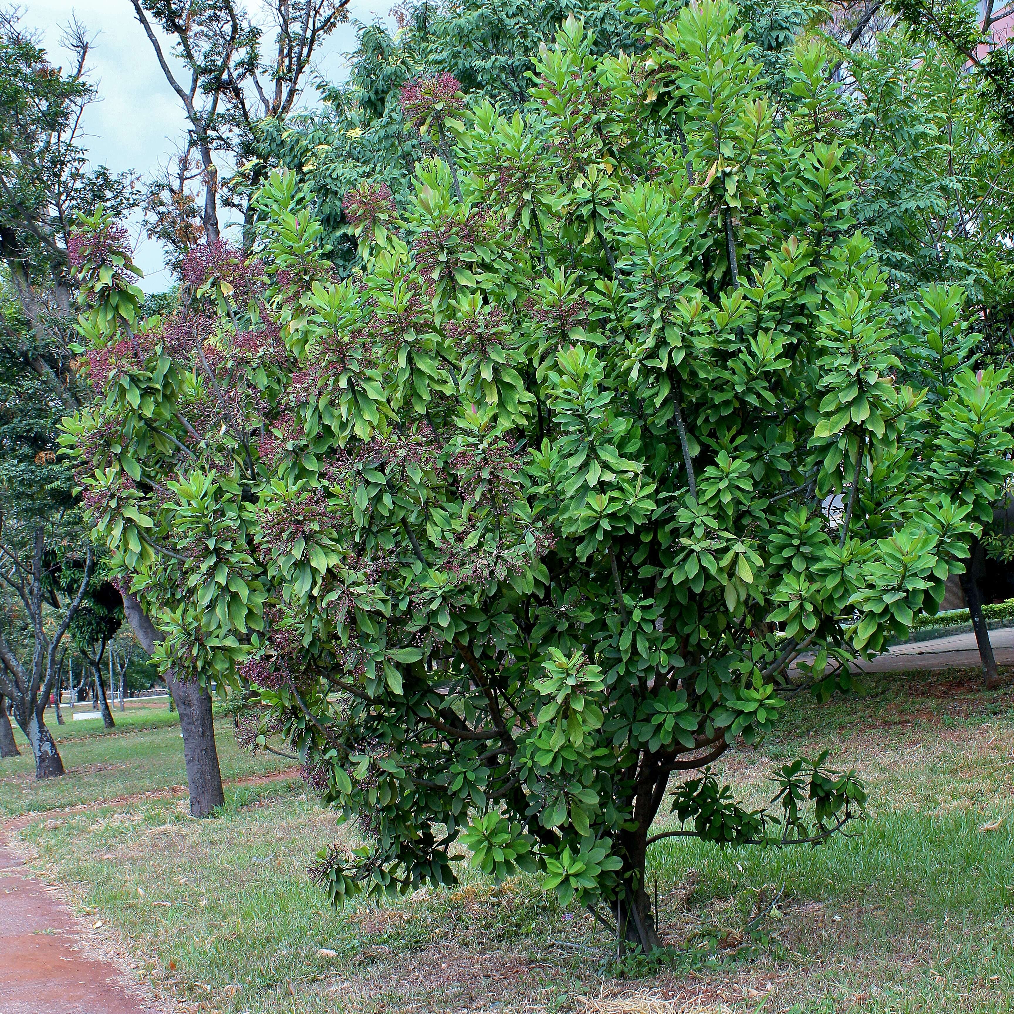 Image of Euphorbia umbellata (Pax) Bruyns