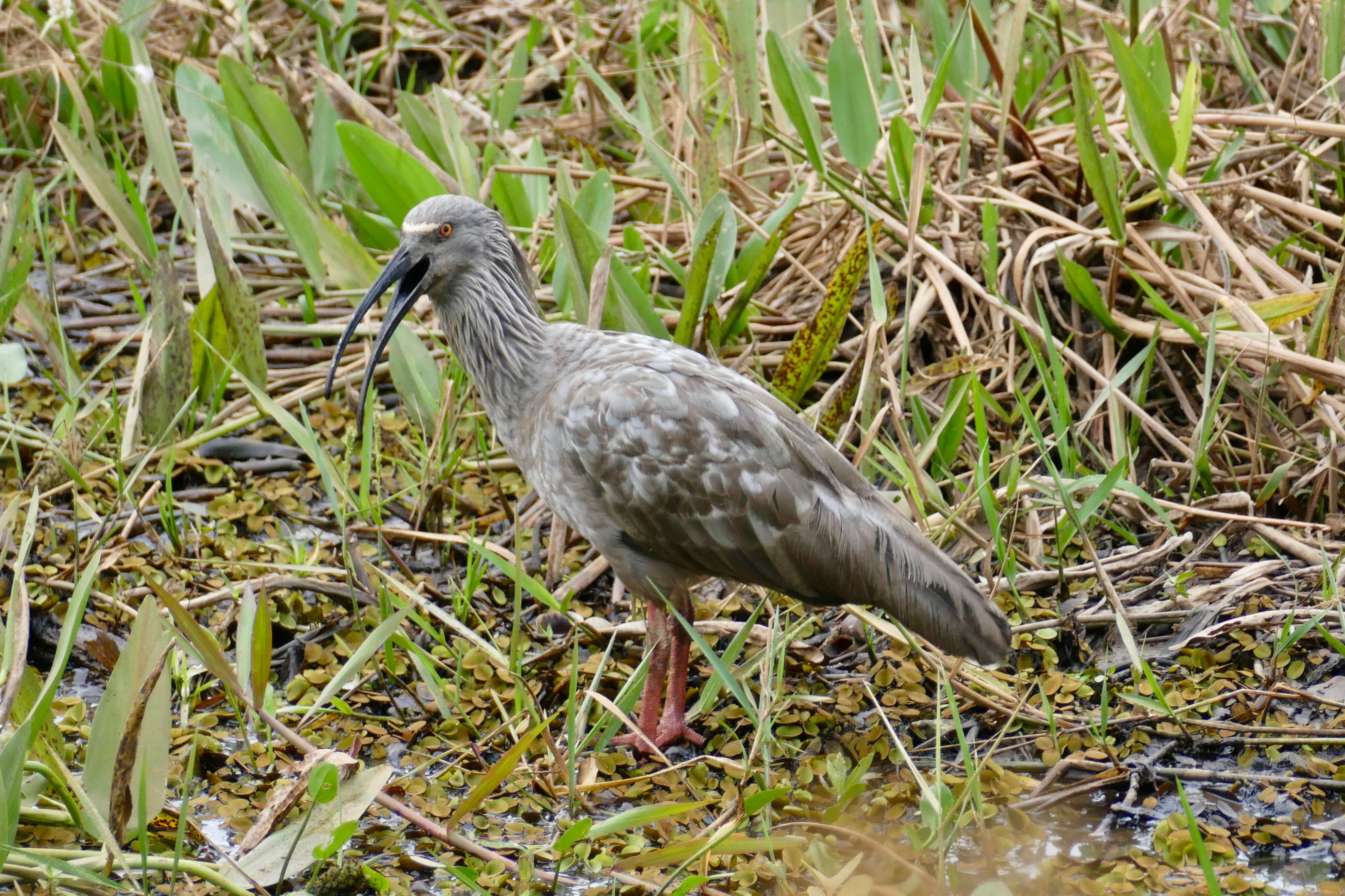 Image of Plumbeous Ibis