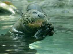 Image of giant otter