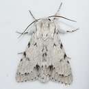 Image of Cottonwood Dagger Moth