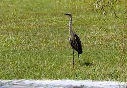 Image of Pacific Heron