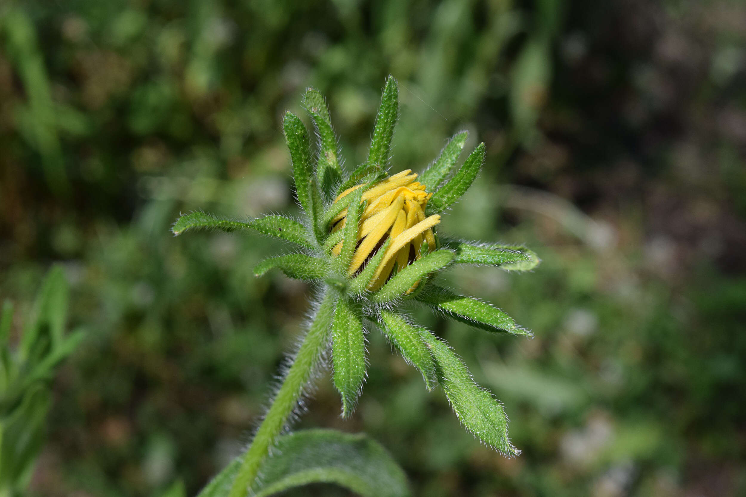 Image of blackeyed Susan