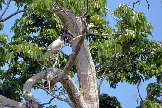 Image of Jabiru Hellmayr 1906