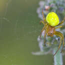 Image of Cucumber green spider