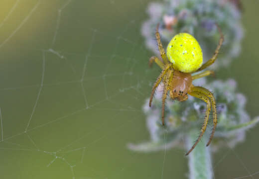 Image of Cucumber green spider