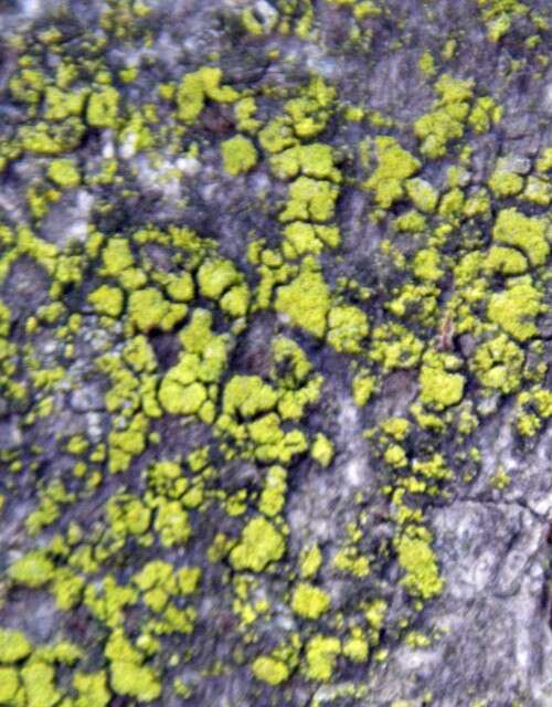 Image of eggyolk lichen