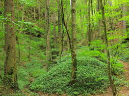 Image of English ivy