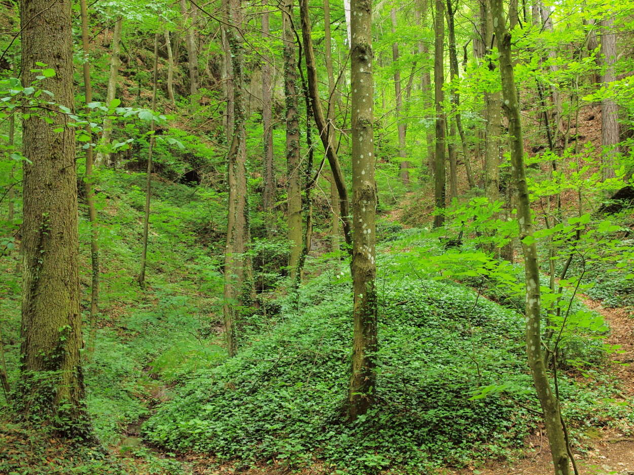 Image of English ivy