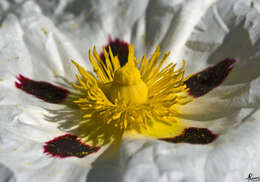 Image of Rockrose