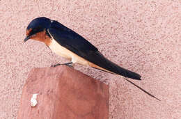 Image of Hirundo Linnaeus 1758