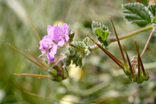 Imagem de Erodium malacoides (L.) L'Her.