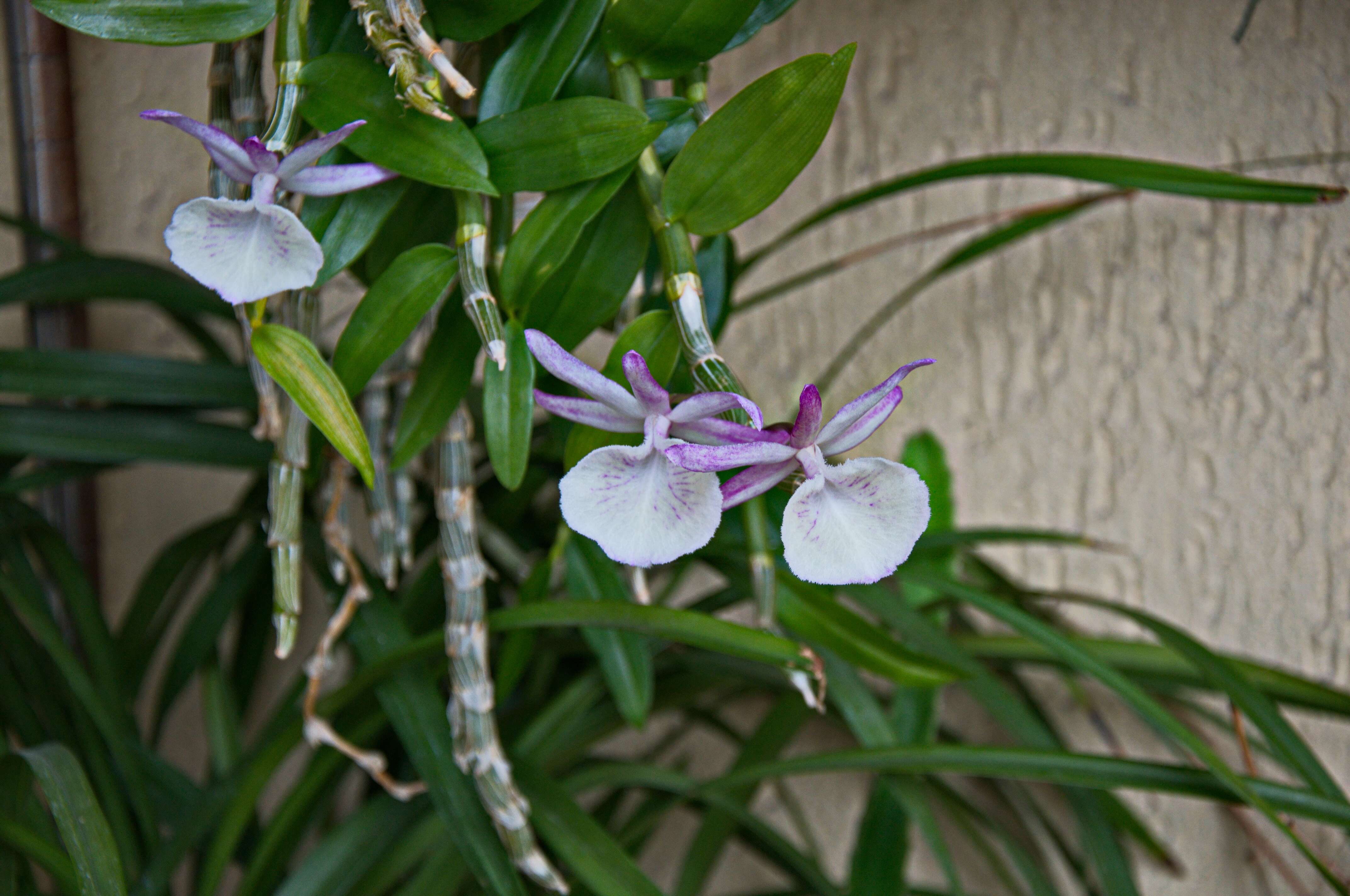 Imagem de Dendrobium polyanthum Wall. ex Lindl.