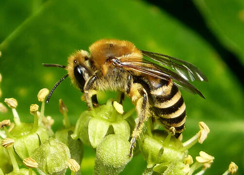 Image of Cellophane bees