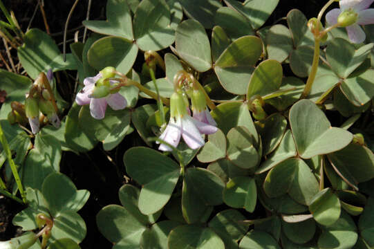 Imagem de Oxalis violacea L.