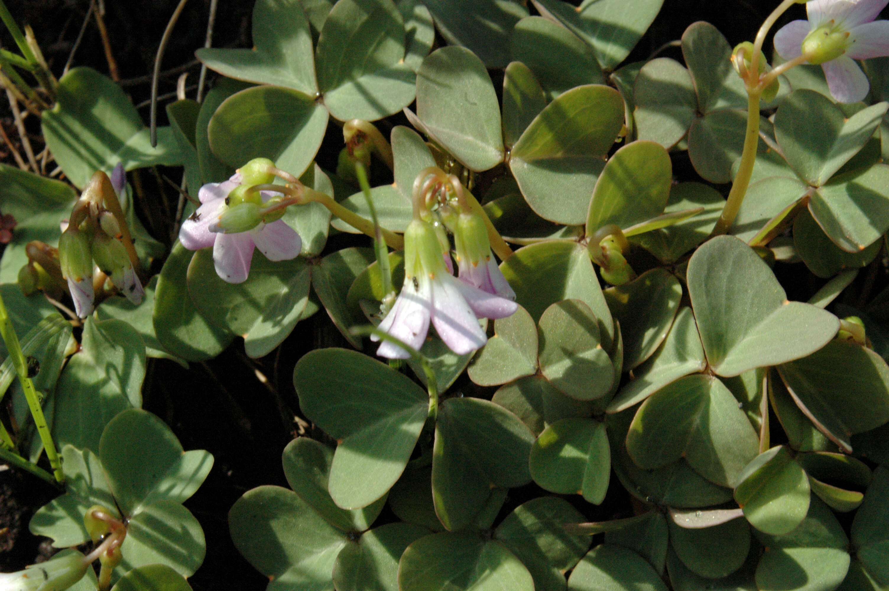 Image of violet woodsorrel