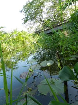 Image of waterlily