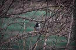 Image of Chickadee