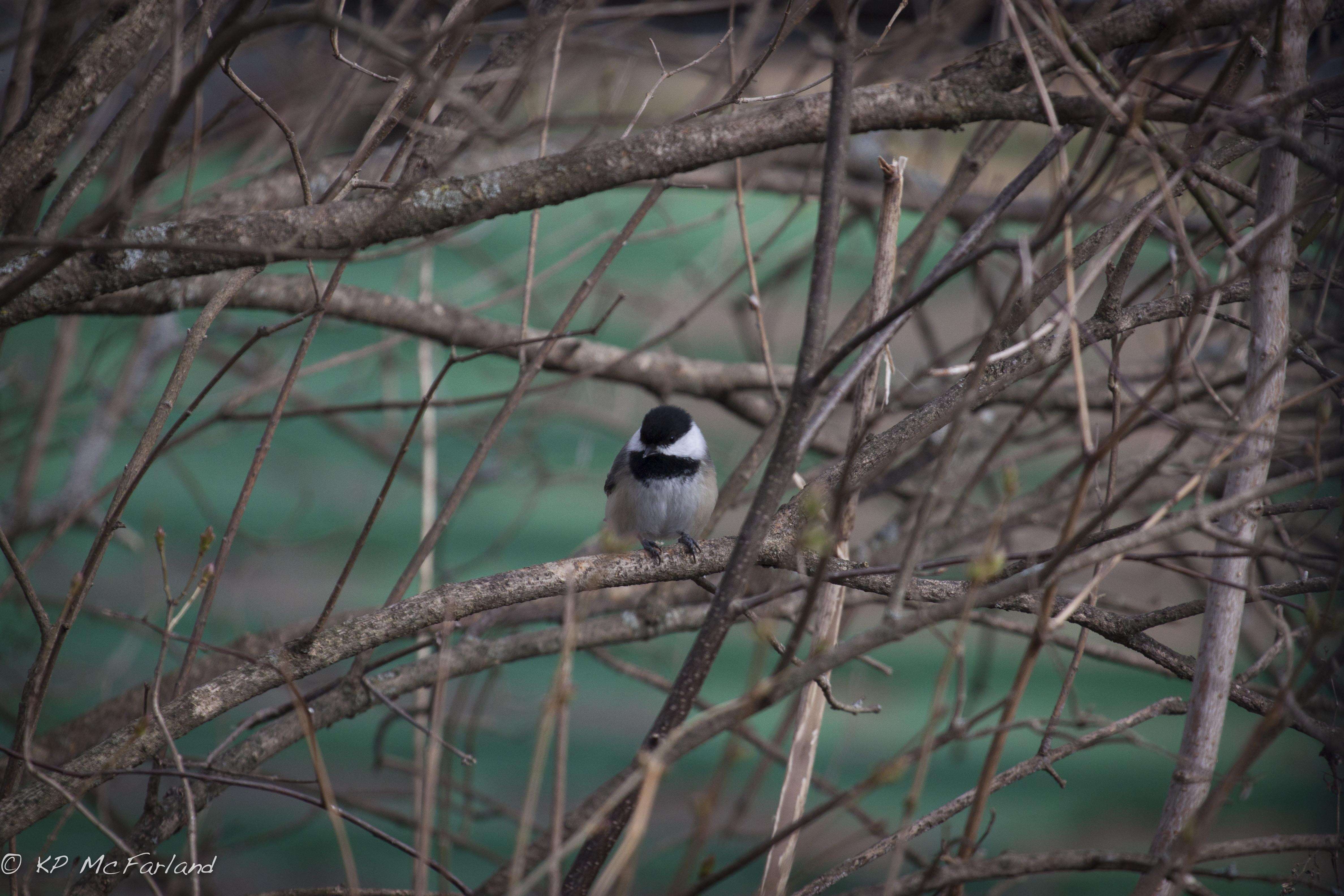 Image of Chickadee