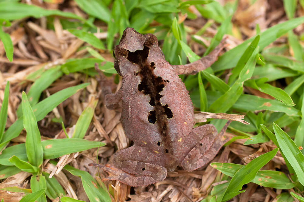 Image of beaked toads