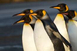 Image of King Penguin