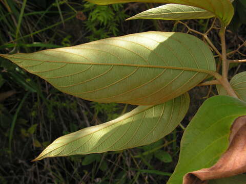 صورة Cordia toqueve Aubl.