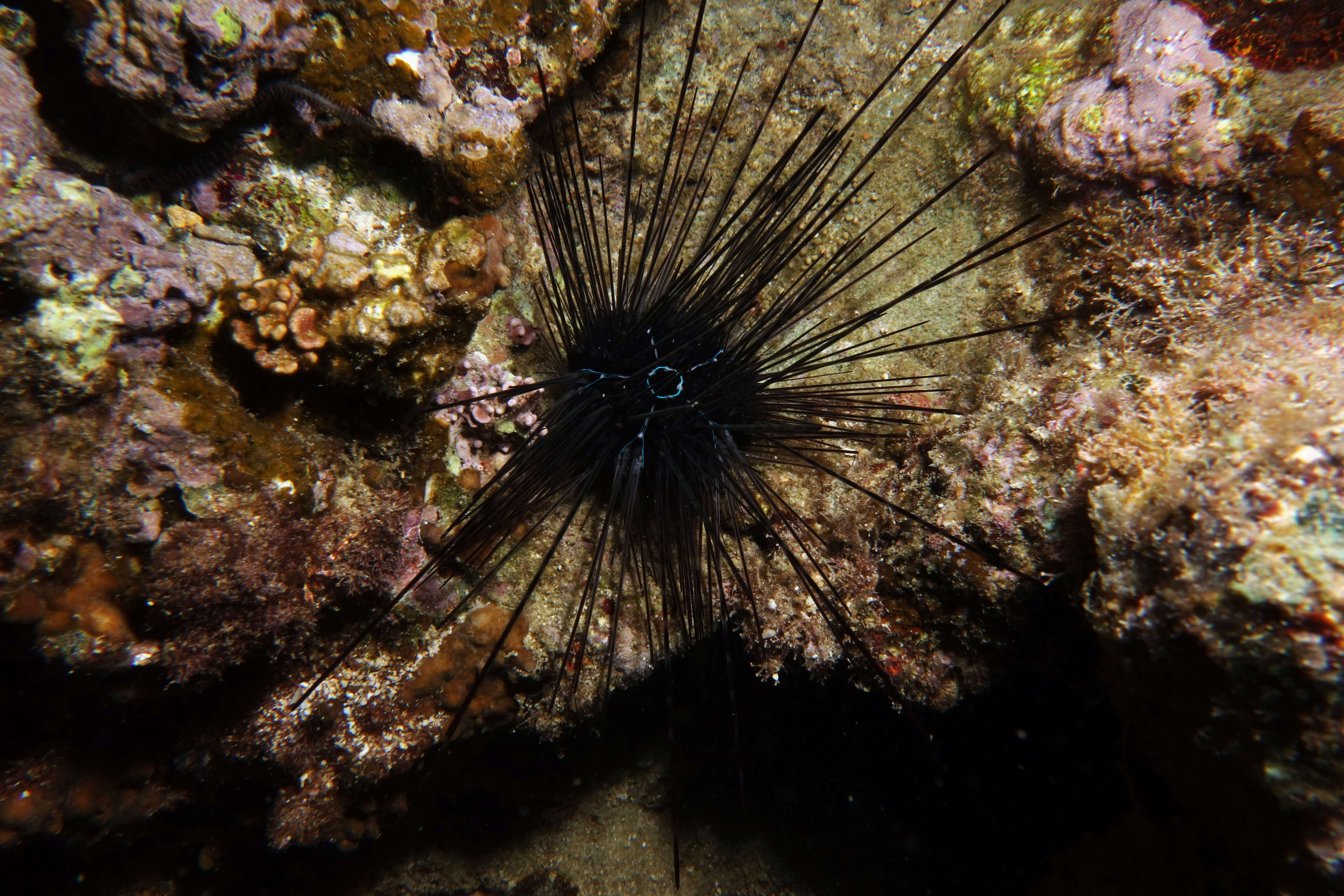 Image of Banded diadem urchin