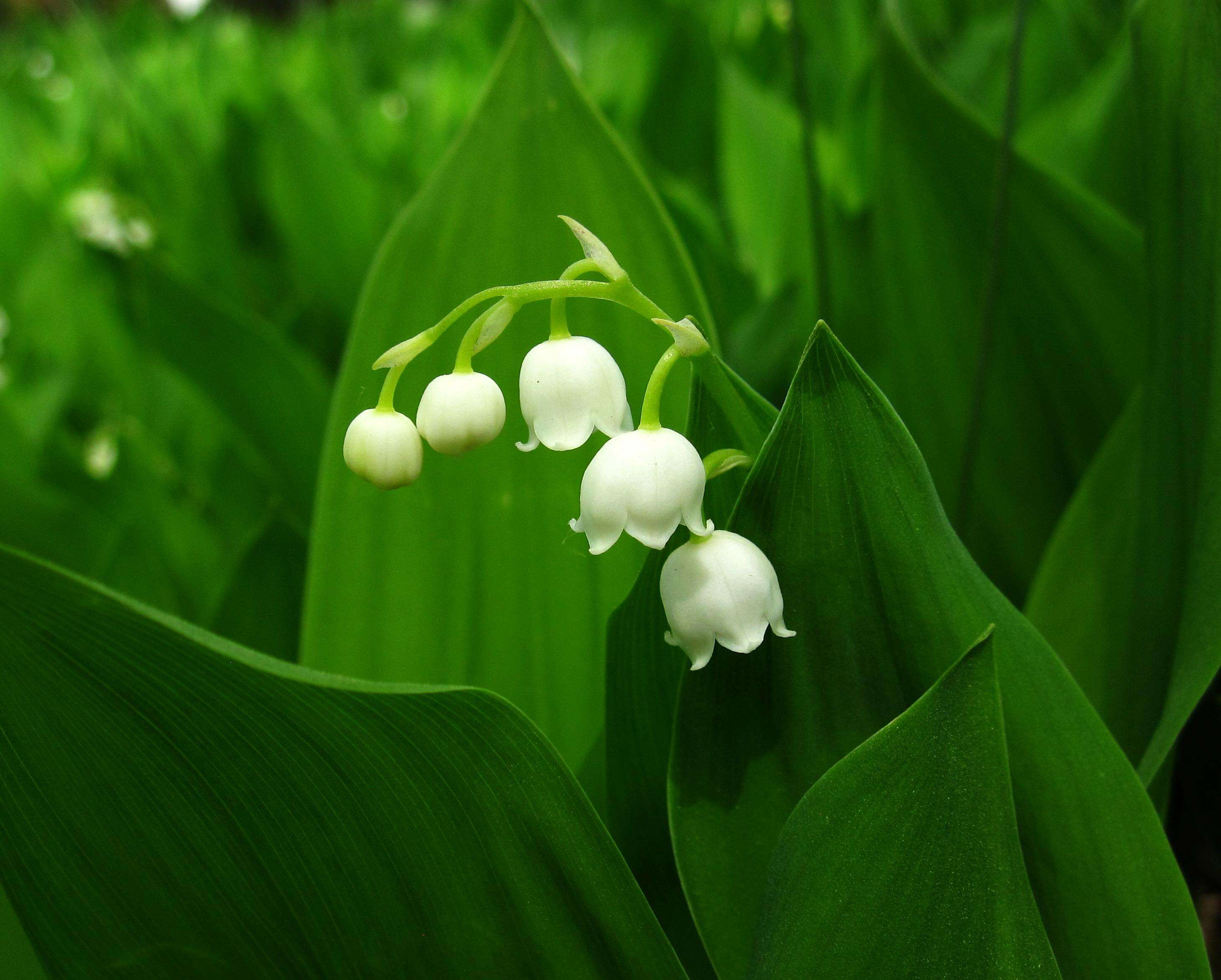 Convallaria resmi