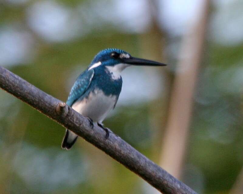 Image of Cerulean Kingfisher