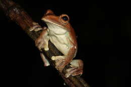 Image of Rusty Treefrog