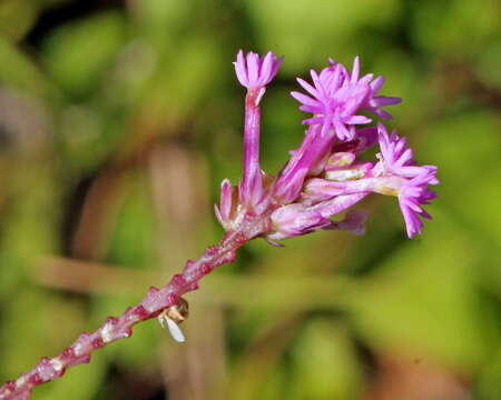 Image of Few-flowered Milkwort