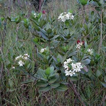 Imagem de Tabernaemontana solanifolia A. DC.