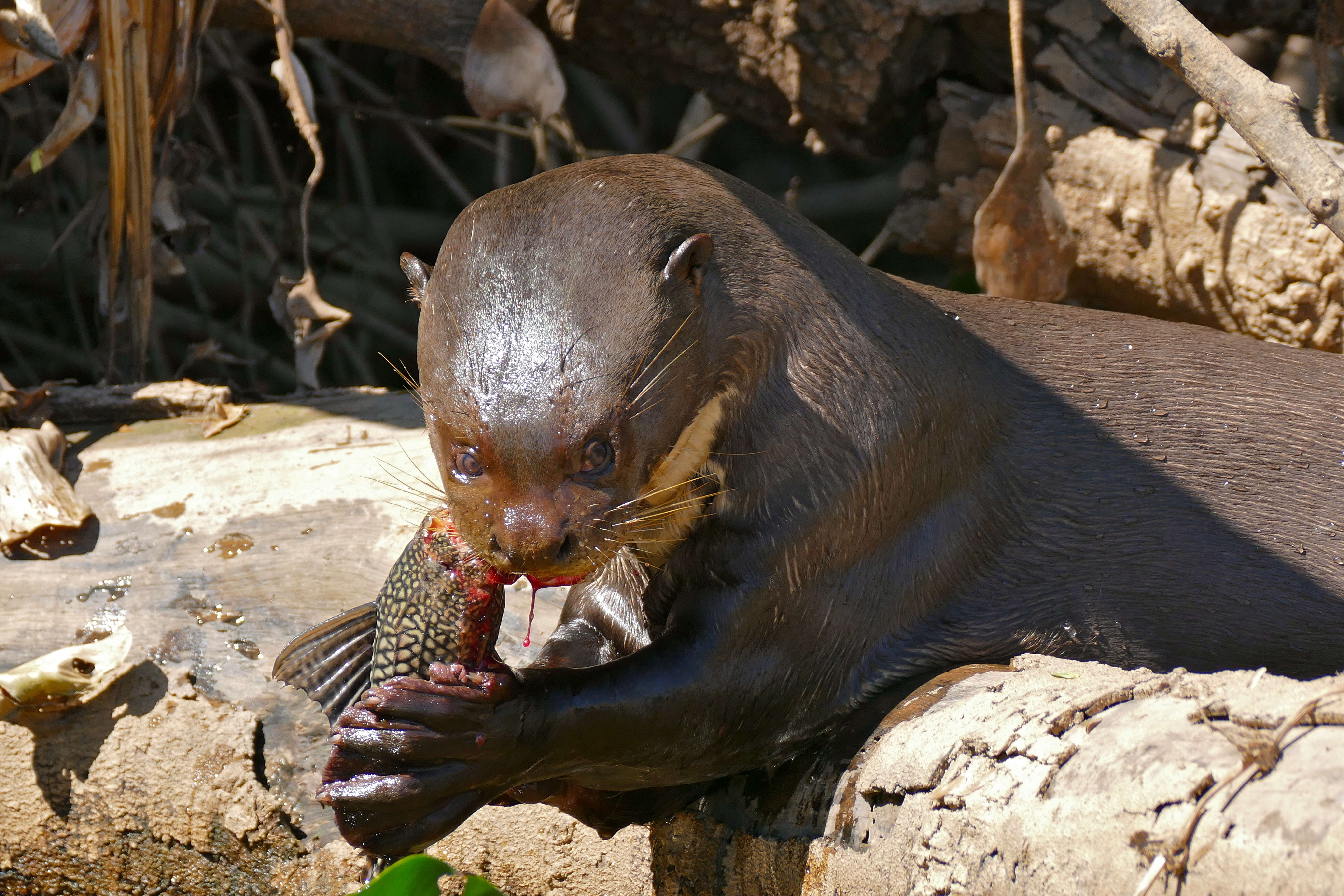 Image of giant otter