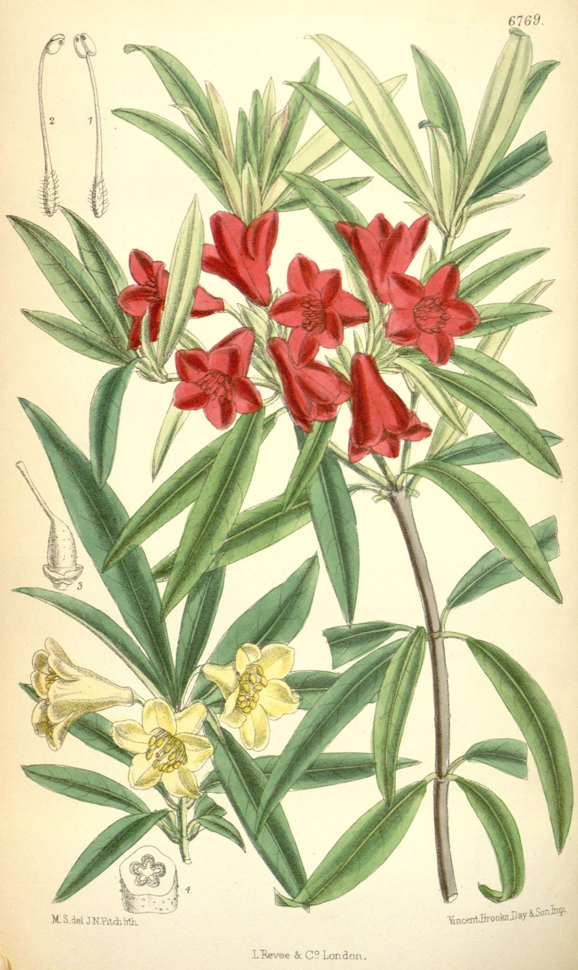 صورة Rhododendron multicolor Miq.