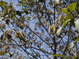 صورة Alnus acuminata Kunth