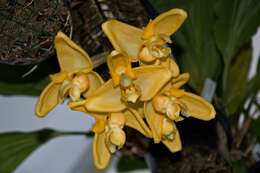 Image of Stanhopea anfracta Rolfe