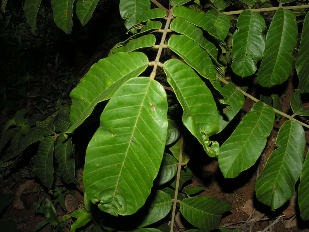 Plancia ëd Ormosia coccinea (Aubl.) Jacks.