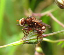 Image of Sicus ferrugineus (Linnaeus 1761)