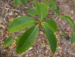 Слика од Ardisia escallonioides Schiede & Deppe ex Schltdl. & Cham.