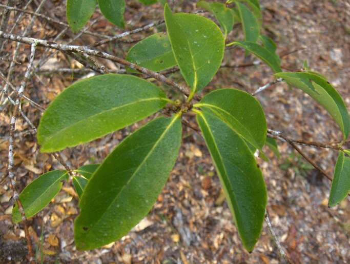 Слика од Ardisia escallonioides Schiede & Deppe ex Schltdl. & Cham.