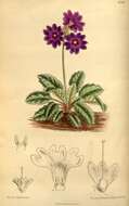 Image of Primula chasmophila I. B. Balf. ex Hutchinson