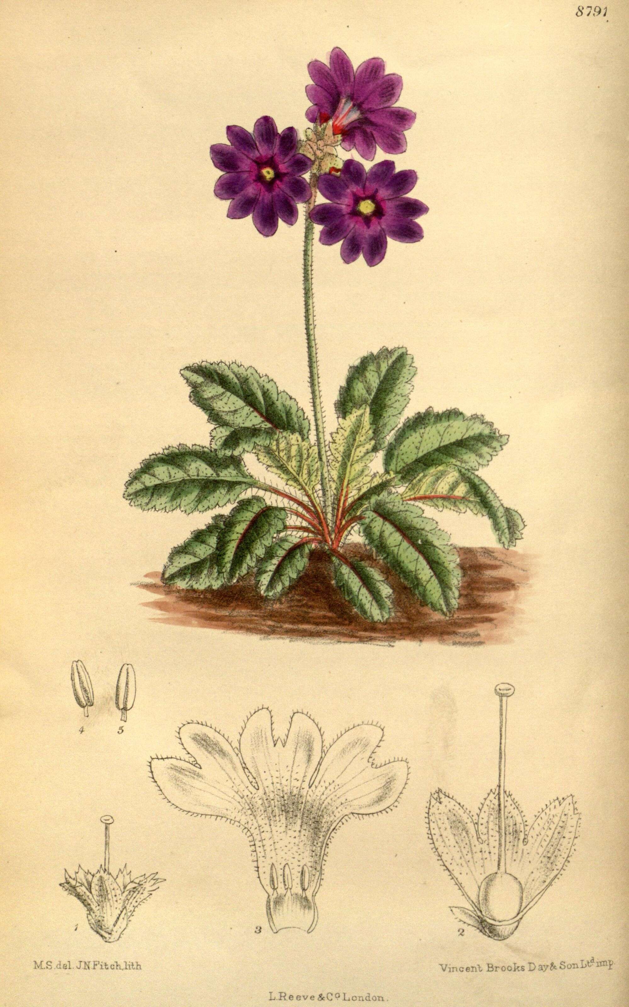 Image of Primula chasmophila I. B. Balf. ex Hutchinson